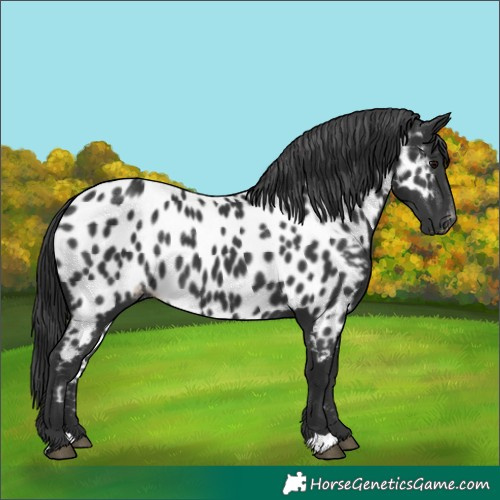 Horse Color:Black Appaloosa Rabicano
