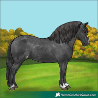 Horse Color:Black Varnish Rabicano