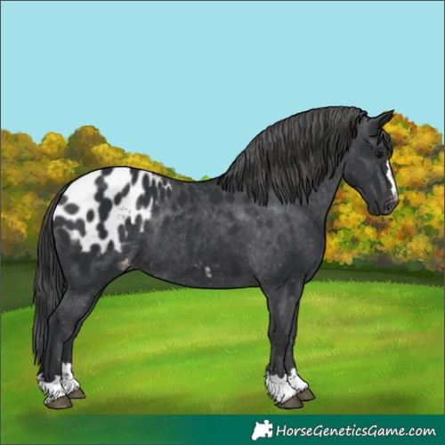 Horse Color:Black Appaloosa Rabicano