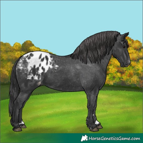 Horse Color:Black Appaloosa Rabicano 