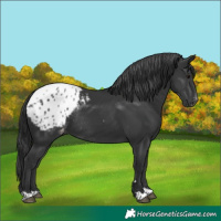 Horse Color:Black Appaloosa Rabicano 