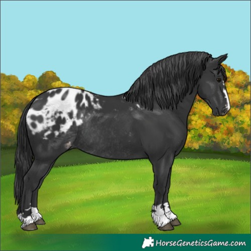 Horse Color:Black Appaloosa Rabicano 