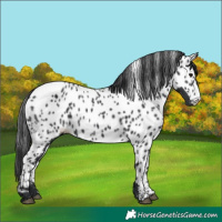 Horse Color:Black Appaloosa Rabicano 