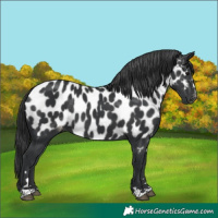 Horse Color:Black Appaloosa Rabicano