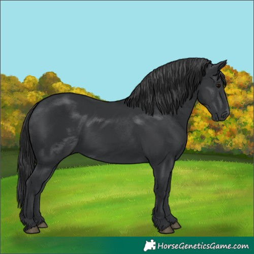 Horse Color:Black 