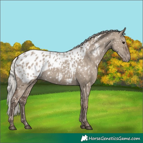 Horse Color:Silver Grullo Appaloosa 