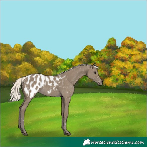 Horse Color:Silver Smoky Grullo Appaloosa 