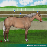 Horse Color:Silver Brown Dun 