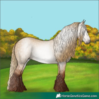 Horse Color:Unknown 