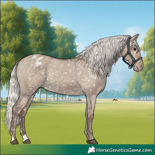 Horse Color:Silver Grullo Appaloosa 