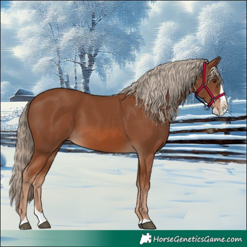 Horse Color:Chestnut Splash