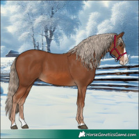 Horse Color:Chestnut Splash 