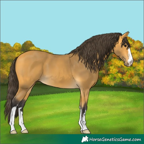 Horse Color:Buckskin 