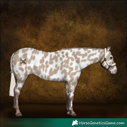 Horse Color:Silver Grullo Appaloosa