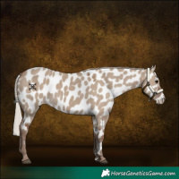 Horse Color:Silver Grullo Appaloosa 