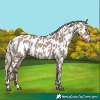 Horse Color:Silver Grullo Appaloosa 