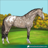 Horse Color:Brown Dun Skewed LP Spotted