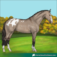 Horse Color:Brown Dun Skewed Appaloosa 