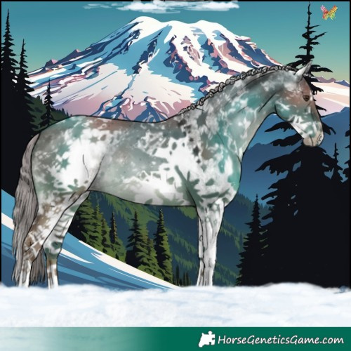 Horse Color:White Spotted Liver Red Dun