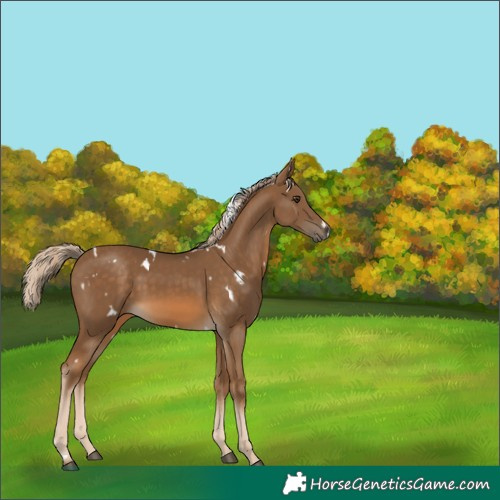 Horse Color:White Spotted Chocolate Palomino 