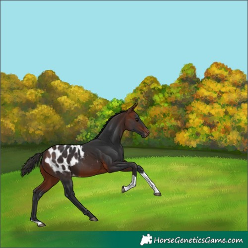 Horse Color:Bay Tobiano Blanket 
