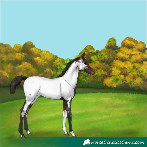 Horse Color:Bay Tobiano Near Fewspot 