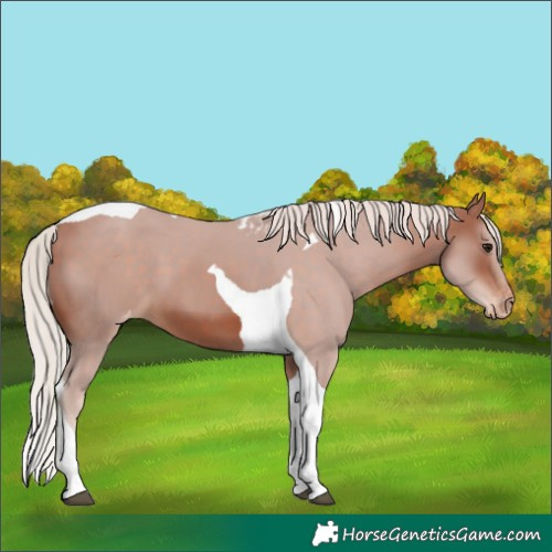 Horse Color:Silver Brown Tobiano Skewed Appaloosa 