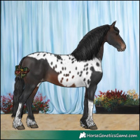 Horse Color:Brown Tobiano Skewed Appaloosa 