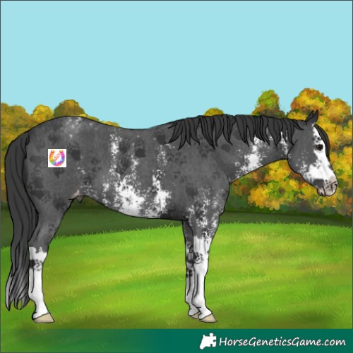Horse Color:Black Sabino Splash Appaloosa 