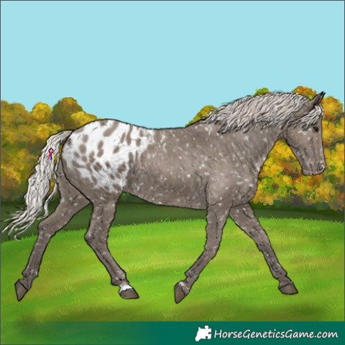 Horse Color:Silver Grullo Appaloosa 