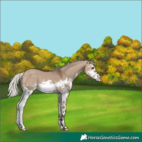 Horse Color:Silver Brown Dun Splash 