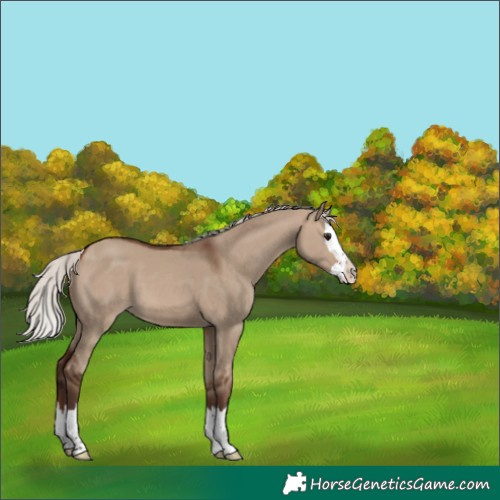 Horse Color:Unknown 
