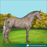 Horse Color:Silver Grullo Appaloosa