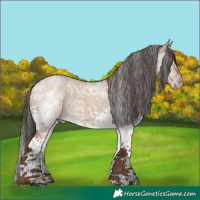 Horse Color:White Spotted Liver Red Dun Roan 