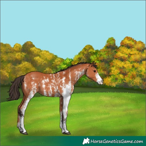 Horse Color:Bay Sabino