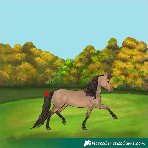 Horse Color:Bay Dun 