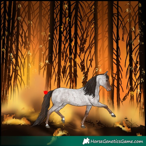 Horse Color:Liver Red Roan 