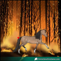 Horse Color:Bay Dun Tobiano