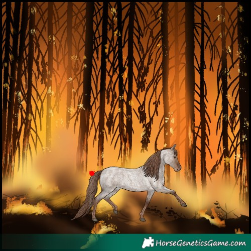 Horse Color:Liver Red Dun Roan Rabicano