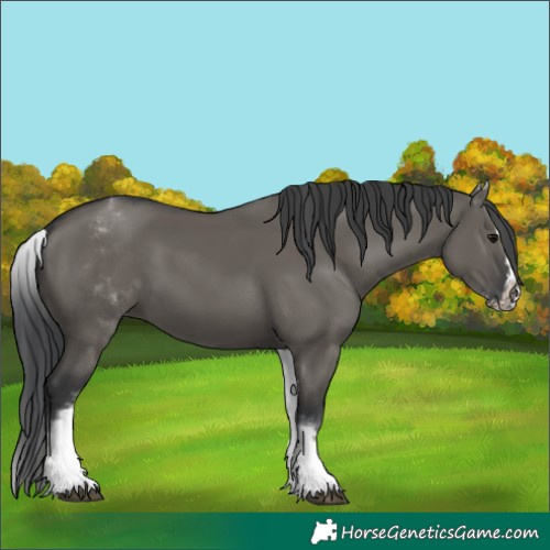 Horse Color:White Spotted Grullo Rabicano  and White Spotted Grullo Splash Rabicano 