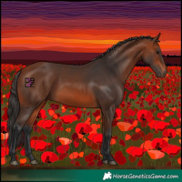 Horse Color:Bay 