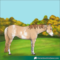 Horse Color:White Spotted Red Dun Rabicano  and White Spotted Red Dun Rabicano 