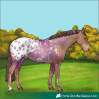 Horse Color:Liver Chestnut Pearl Appaloosa 