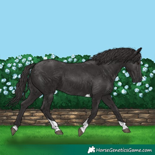Horse Color:Smoky Black Tobiano 