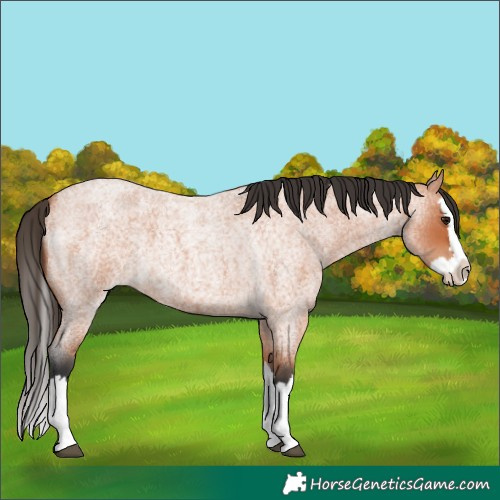 Horse Color:Bay Roan Splash 