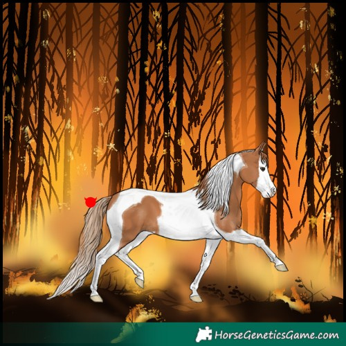 Horse Color:Chestnut Splash Tobiano 