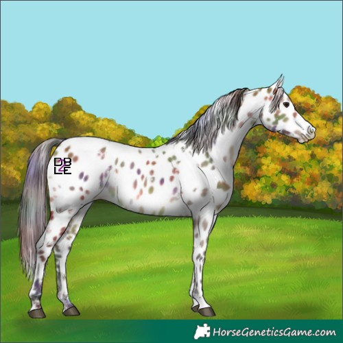 Horse Color:Nacre White Spotted Bay Dun Appaloosa 