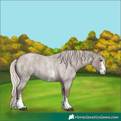 Horse Color:Silver Blue Roan Sabino 