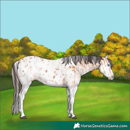 Horse Color:White Spotted Bay Splash Appaloosa  and White Spotted Bay Splash Appaloosa 