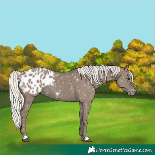 Horse Color:Silver Grullo Appaloosa 